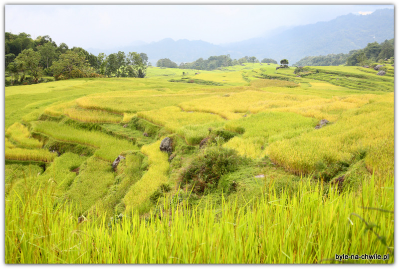 Pola ryżowe w okolicy Rantepao