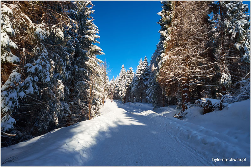 Bachledova Dolina Ścieżka w Koronie Drzew Słowacja