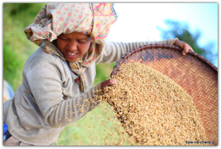 Kobieta przesiewająca ziarna pszenicy, region Tana Toraja